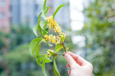 桂花幾月|最佳賞桂花季節來了